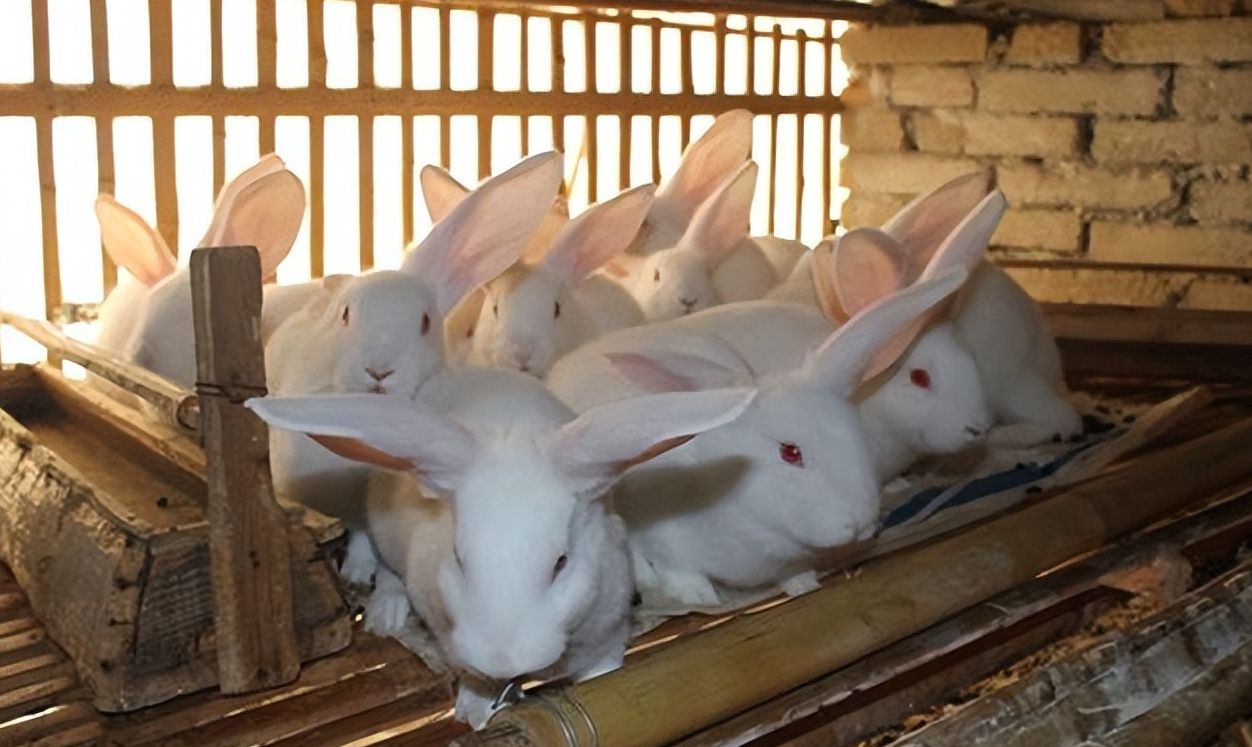 兔肉为什么没能成为主要肉食,吃草为何可以长肉