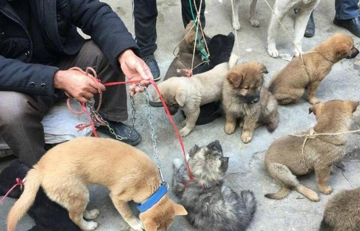 养狗新手推荐什么狗便宜,买什么狗最好养又便宜