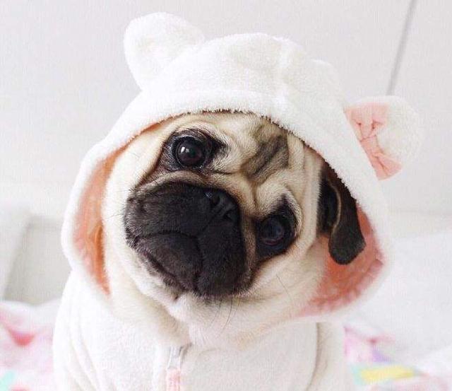 巴哥犬泪痕怎么处理,巴哥犬泪痕怎么解决