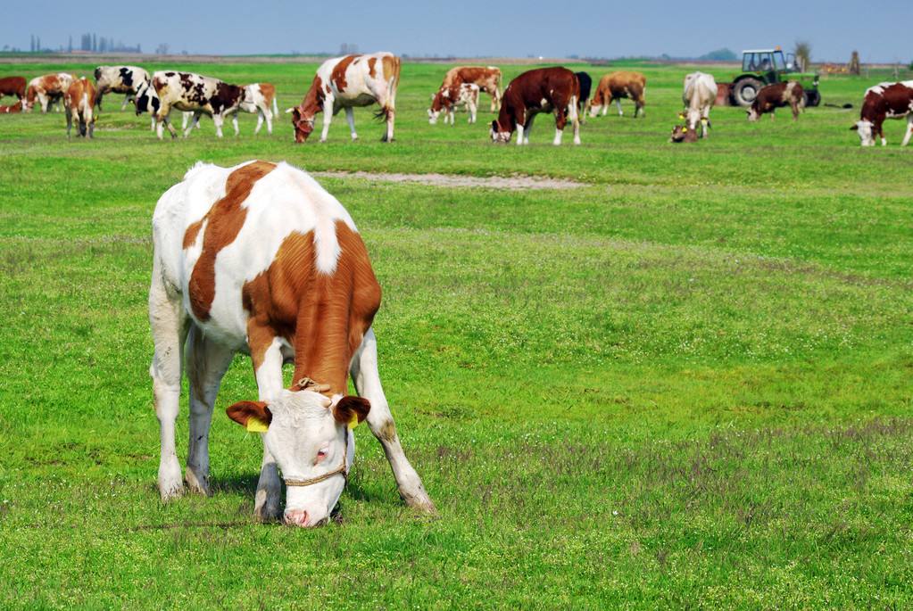 母牛流黏液是怎么回事,母牛流白带血是什么原因