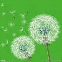 花无名分胜名花野陌荒坡艳似霞，莫笑卑微白头叟，心怀梦想走天涯