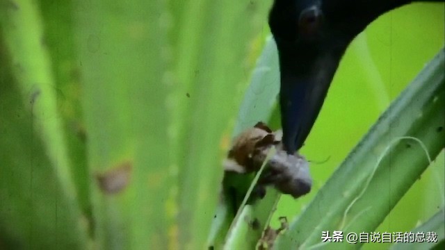 乌鸦为什么是外星人,外星人至今还未出现的5大原因