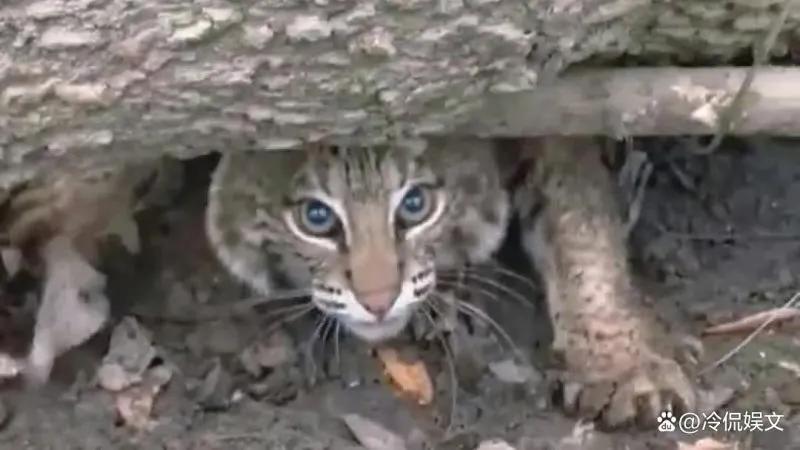 猫咪为什么是小老虎呢,刚出生的猫咪跟老虎一起长大