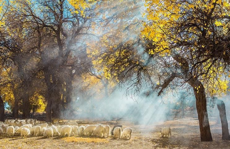 棰濇祹绾虫棗鑳℃潹鏋楅噾鑹茬殑绉嬪ぉ,棰濇祹绾虫棗鐨勯噾鑹茶儭鏉ㄦ灄