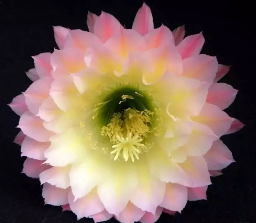 200种·仙人球开花图鉴，大开眼界，美到爆