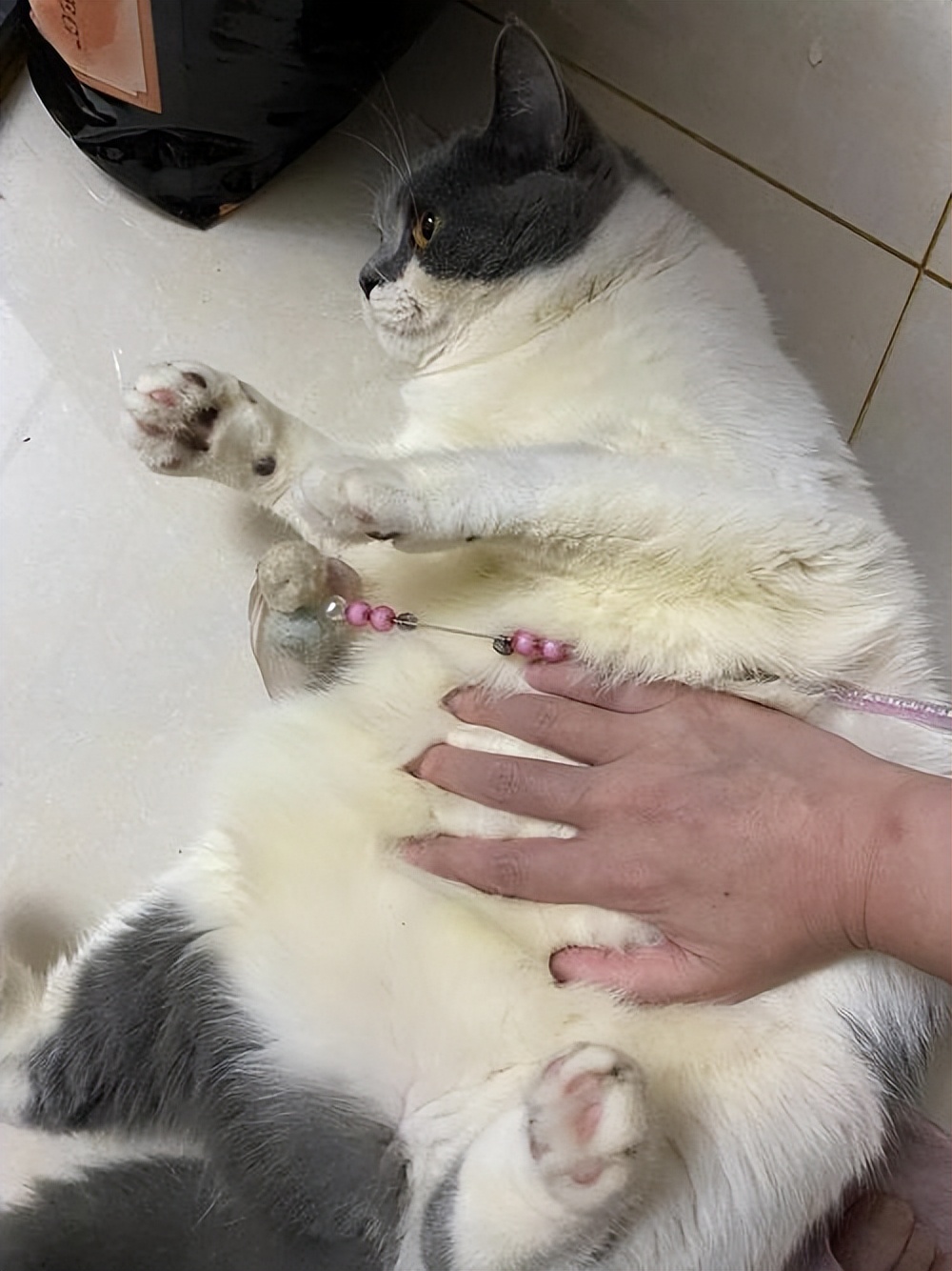 什么原因会造成猫咪毛发越来越黄,猫咪毛发颜色变黄了怎么办