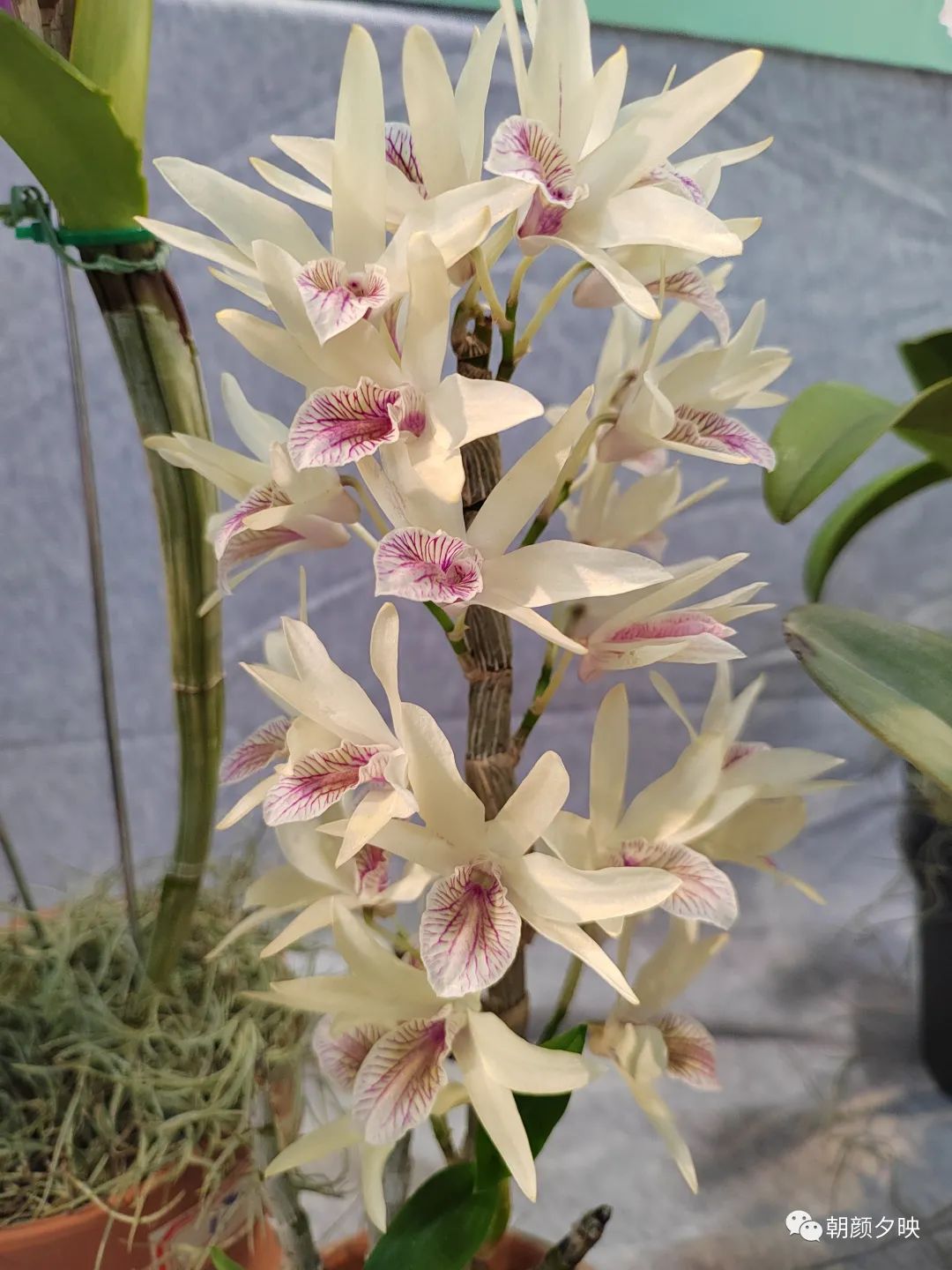 2024中山市春季兰展,中山春季兰展