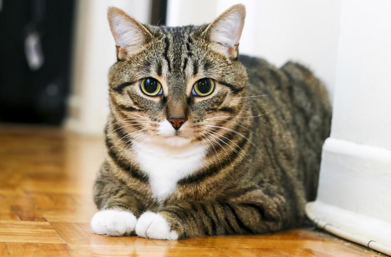 狸花猫和普通的猫咪有什么区别,狸花猫为什么猫咪脖子没有肉