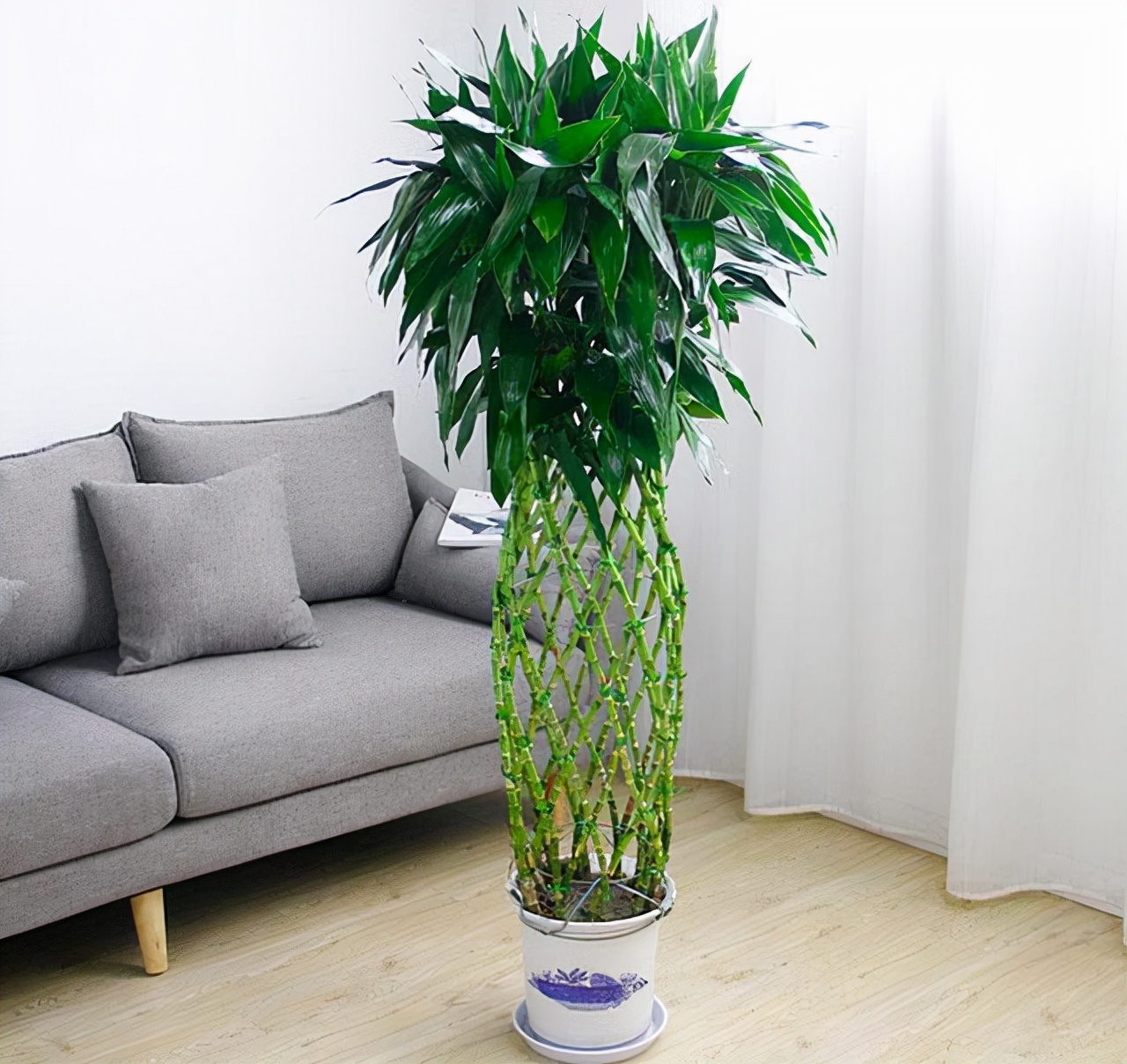 富贵竹养单不养双有这一说法吗,为什么富贵竹不可以乱养