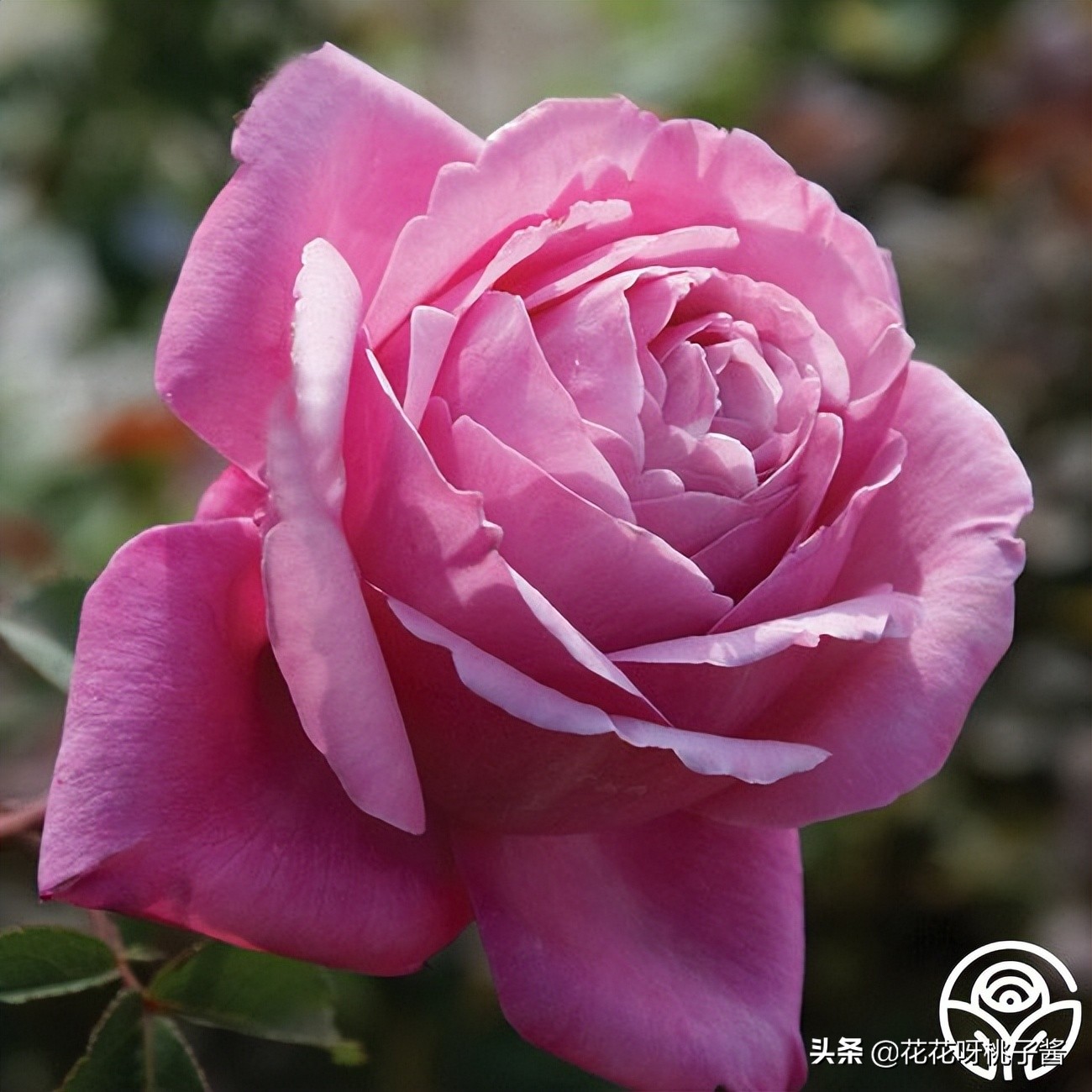 黄色月季哪个品种耐热耐晒抗病强,最耐热耐晒的切花藤本月季品种