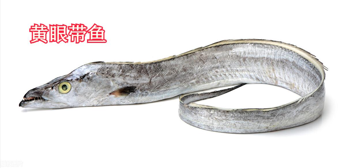 黄眼睛带鱼跟黑眼睛带鱼有啥区别,带鱼是黄眼睛好还是黑眼睛好吃