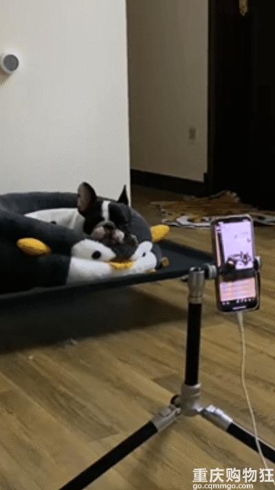 宠物博主有多赚钱,宠物博主怎么盈利