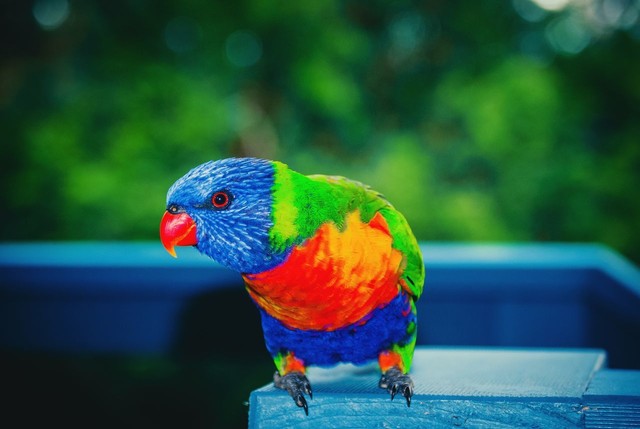 小学英语单词打卡,小学英语单词默写打卡