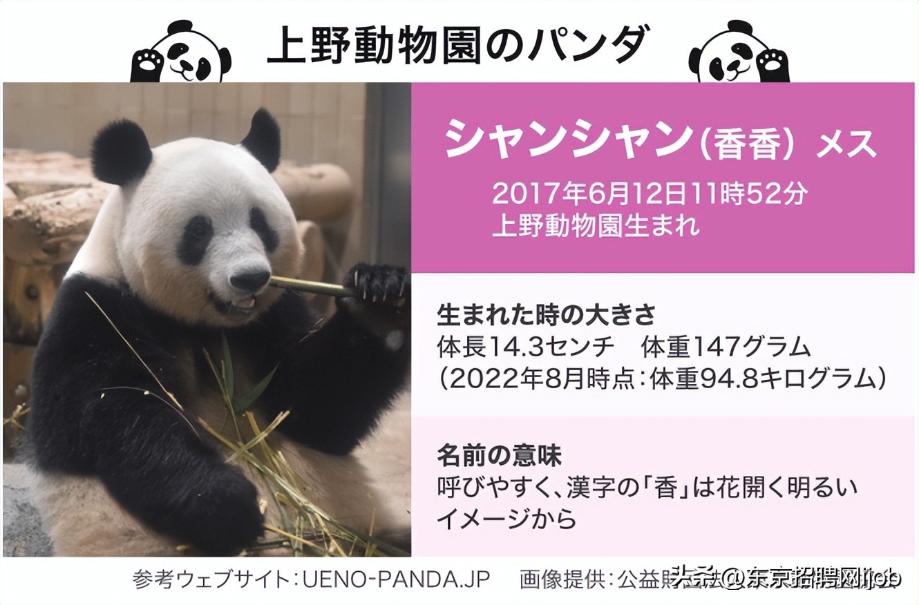 日本人有多舍不得中国大熊猫香香,旅日大熊猫香香推迟归国