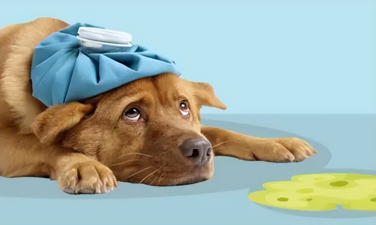 宠物主人养宠常遇到的问题,宠物主人必看