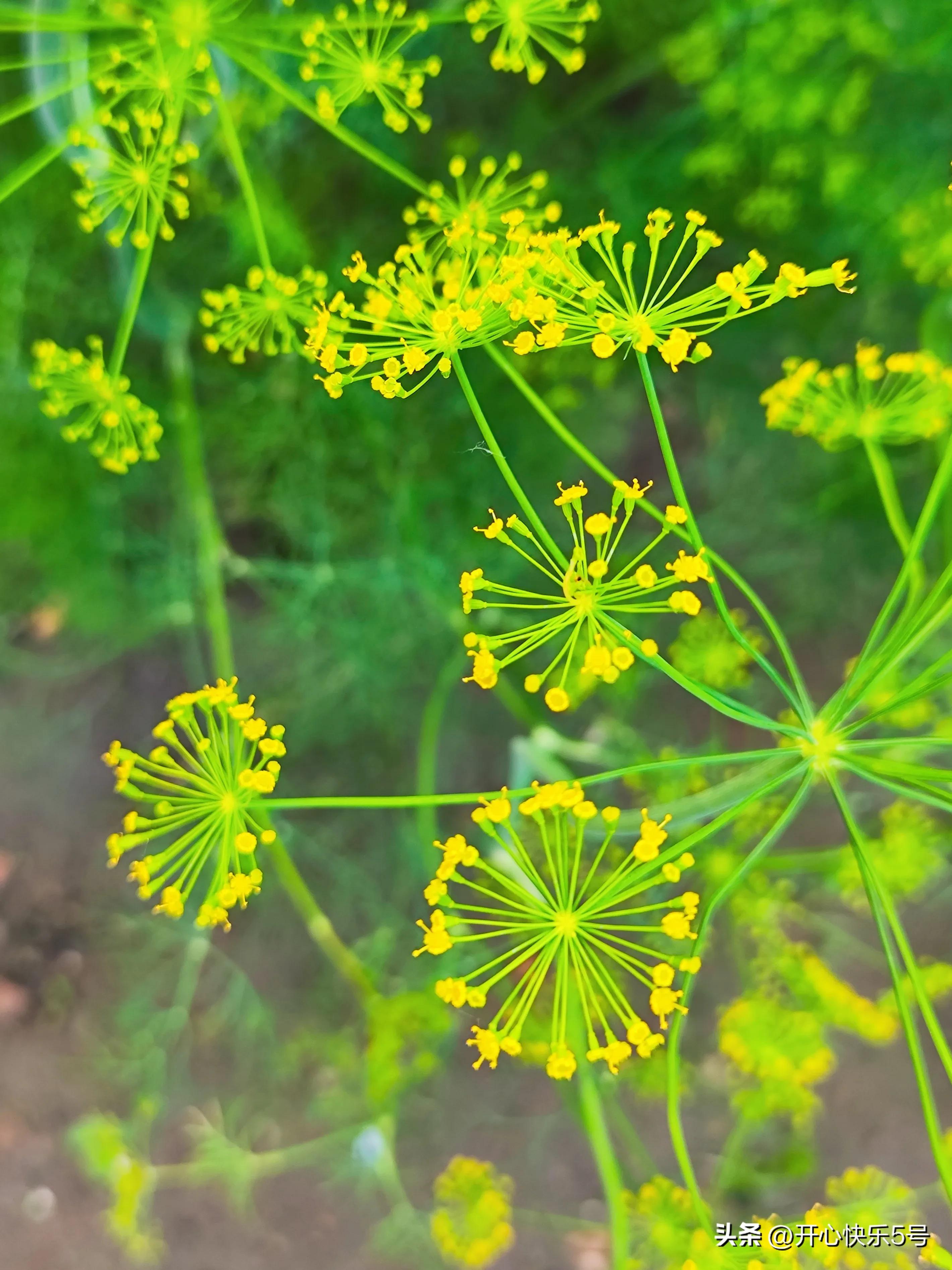 你可曾见过枯萎的玫瑰,你可曾见过什么