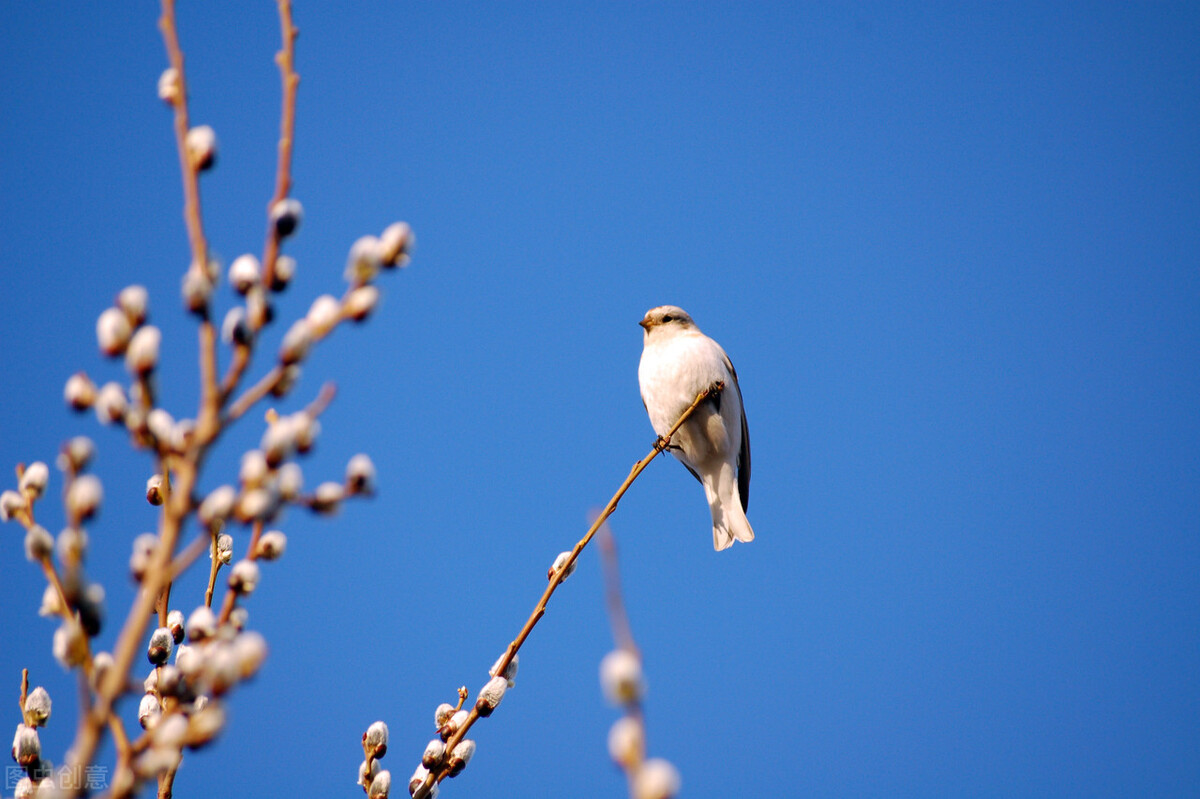 春风诗句古诗12首,诗词七绝春风