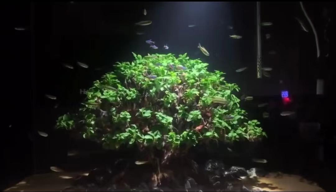 迷你尖叶水榕,迷你水榕和小水榕哪个叶片更好看