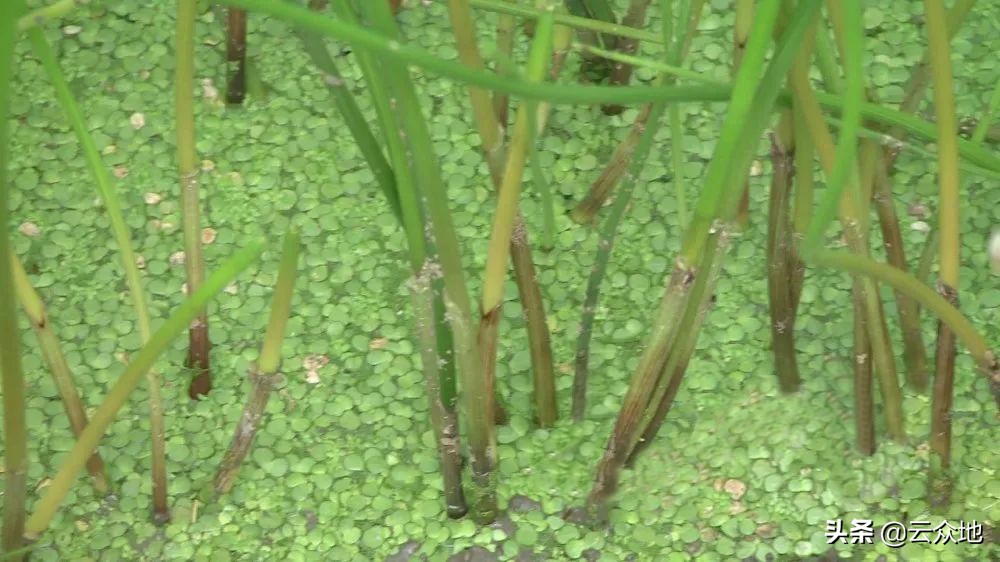 荸荠枯萎病用什么药治疗,农药荸荠秆枯病特效药