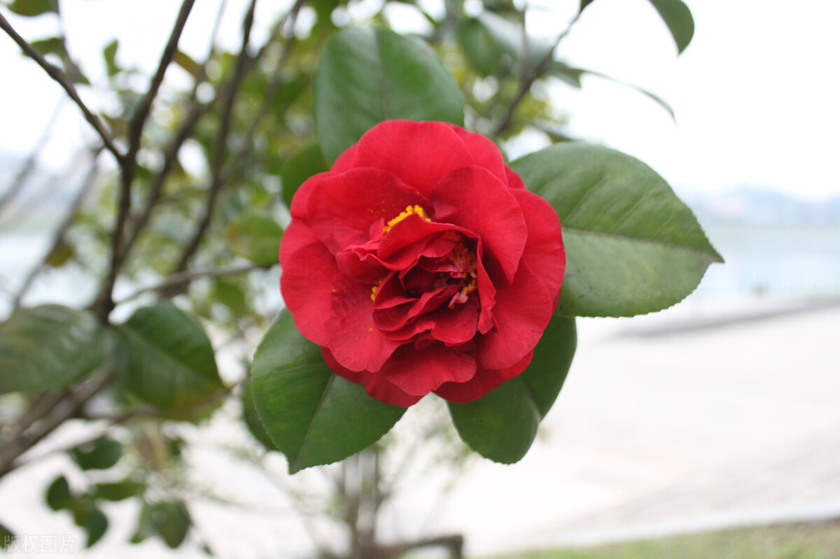 部编版二年级语文下册单元复习题,部编二年级语文下册三单元试卷