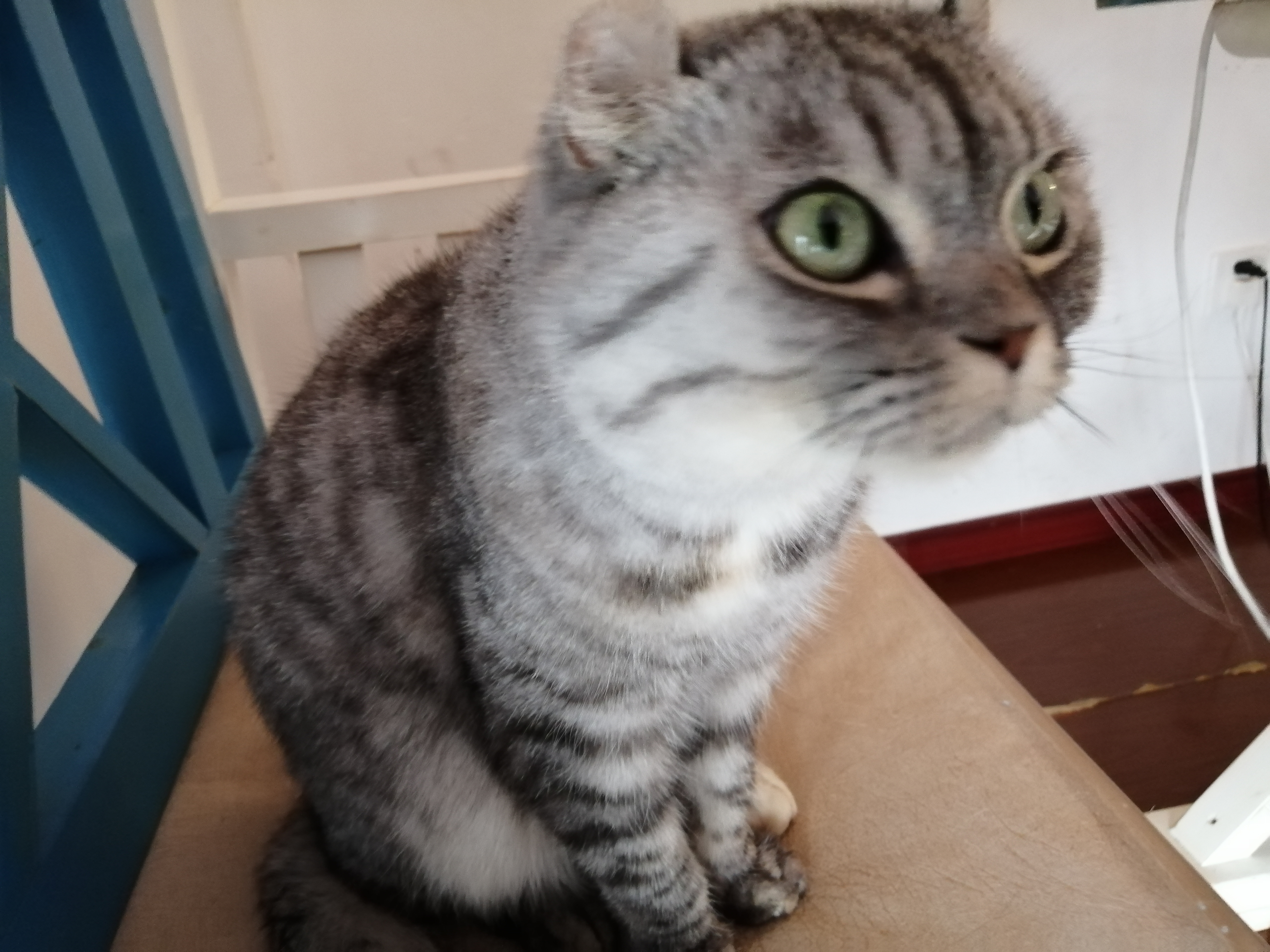 养猫与人合租,合租养猫应该通知室友么