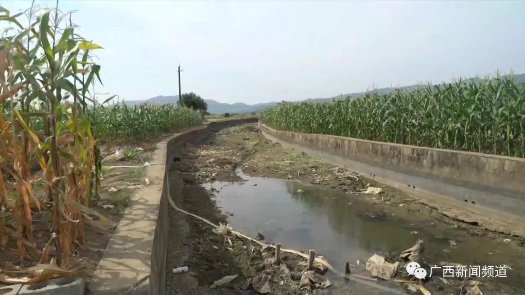 广西遭遇干旱天气,今年广西干旱多严重