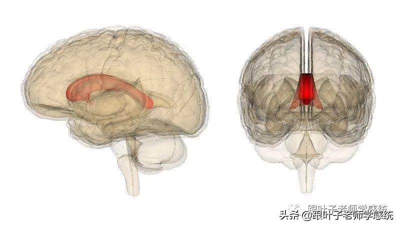 左撇子被强行纠正的后果,左撇子成年了怎样纠正