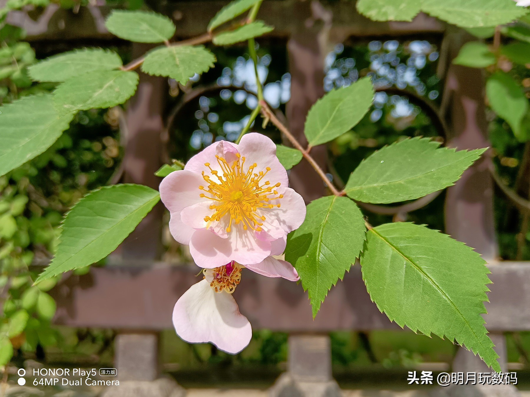 千元机拍照光学变焦,千元机拍照体验