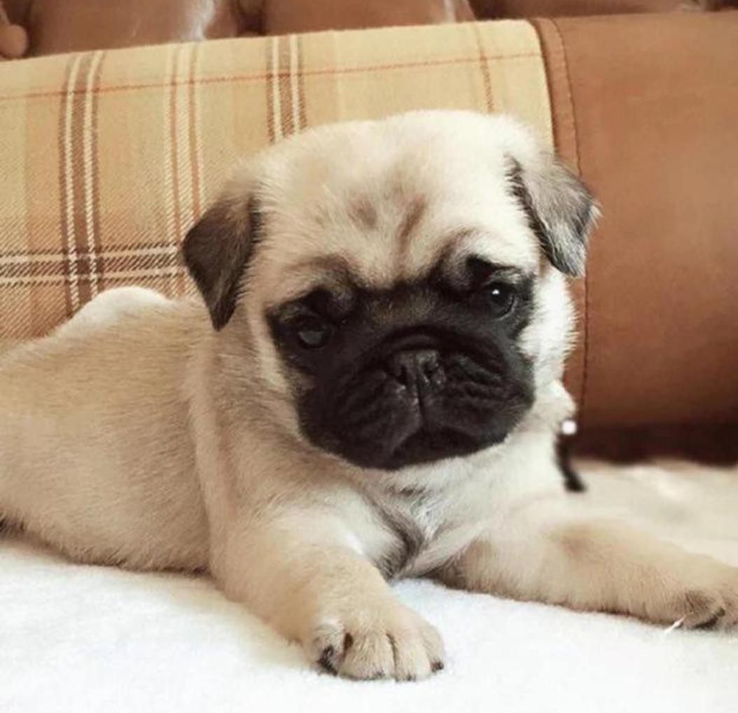 给巴哥犬洗澡能用人的沐浴露吗,巴哥犬除臭沐浴露推荐