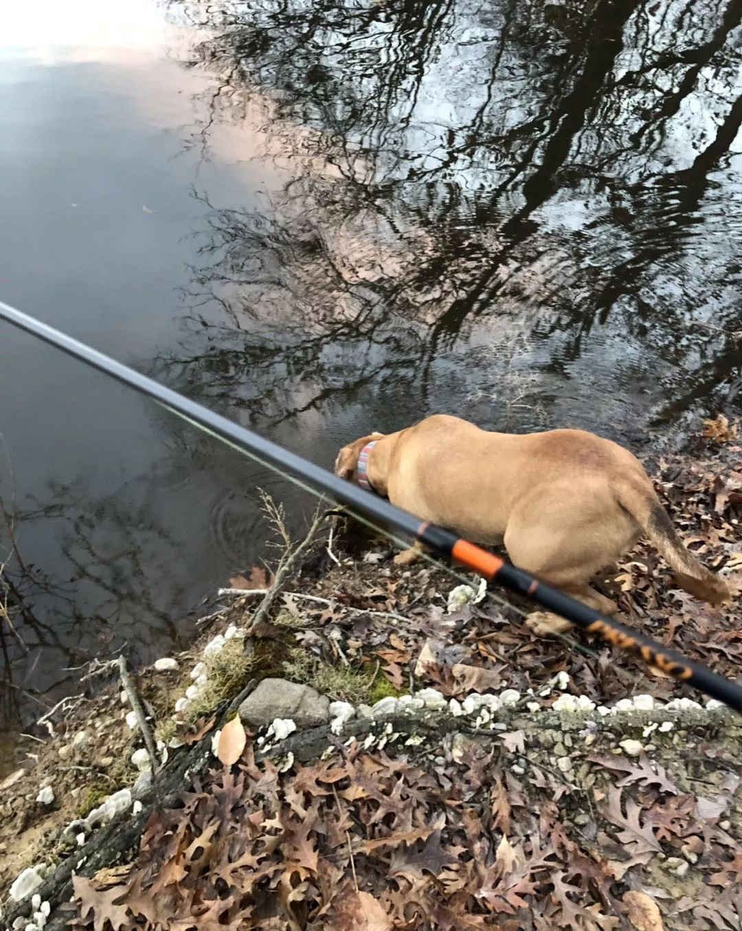 狗也有早口？盘点那些野钓大神钓起来的“天上飞地上走”