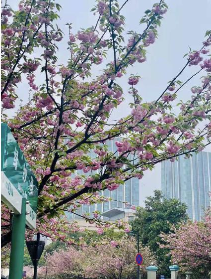 哈工大歧视保研双非吗,哈工大深圳校区保研率是多少