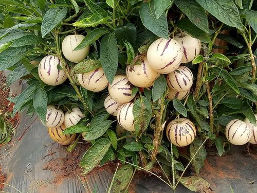 人参果来源于哪个国家的植物,人参果是什么植物结果的图片