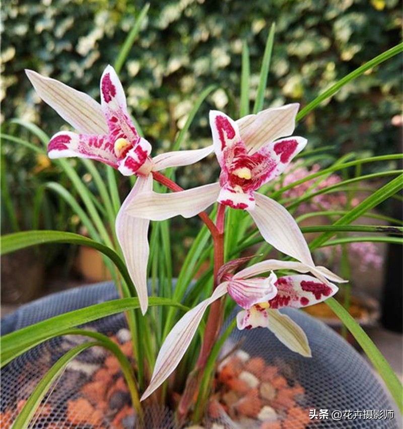 云南一姑娘，养了一盆“玉兔兰”走红，一款花有两种意境，太震撼