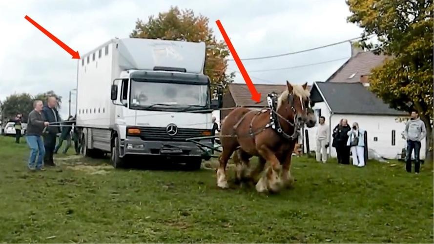 世界上载重最大的马,体型最大的马有多高