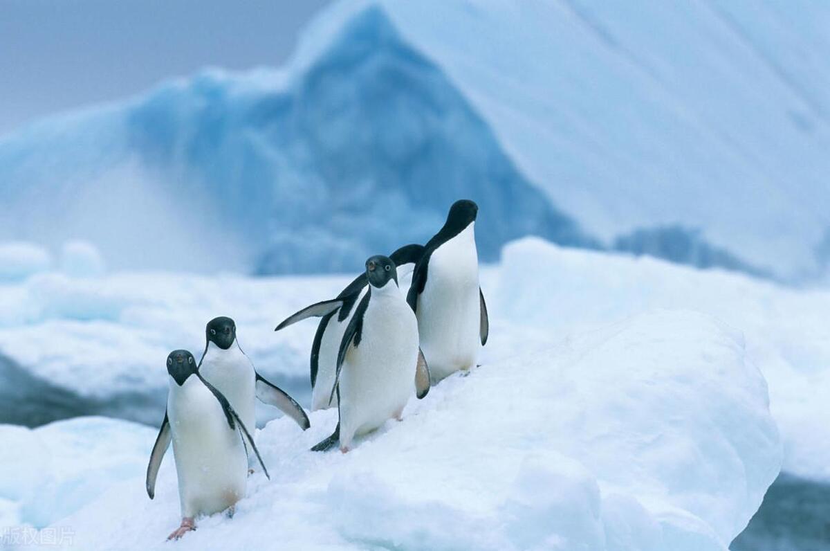 蛇没有耳朵怎么回事,蛇没有耳朵但是能感觉到东西移动