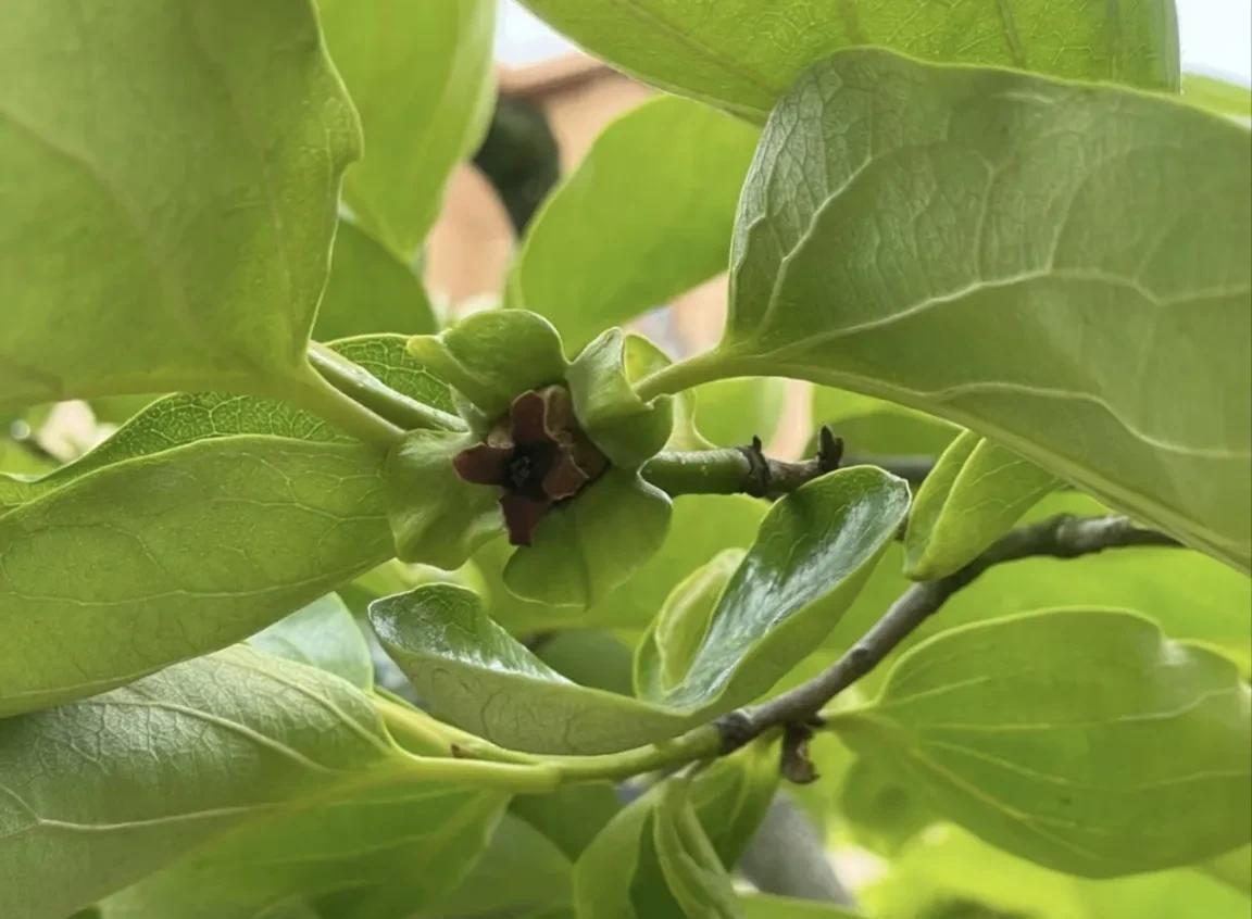 柿子生长期如何防落果,柿子九月份的病虫害管理