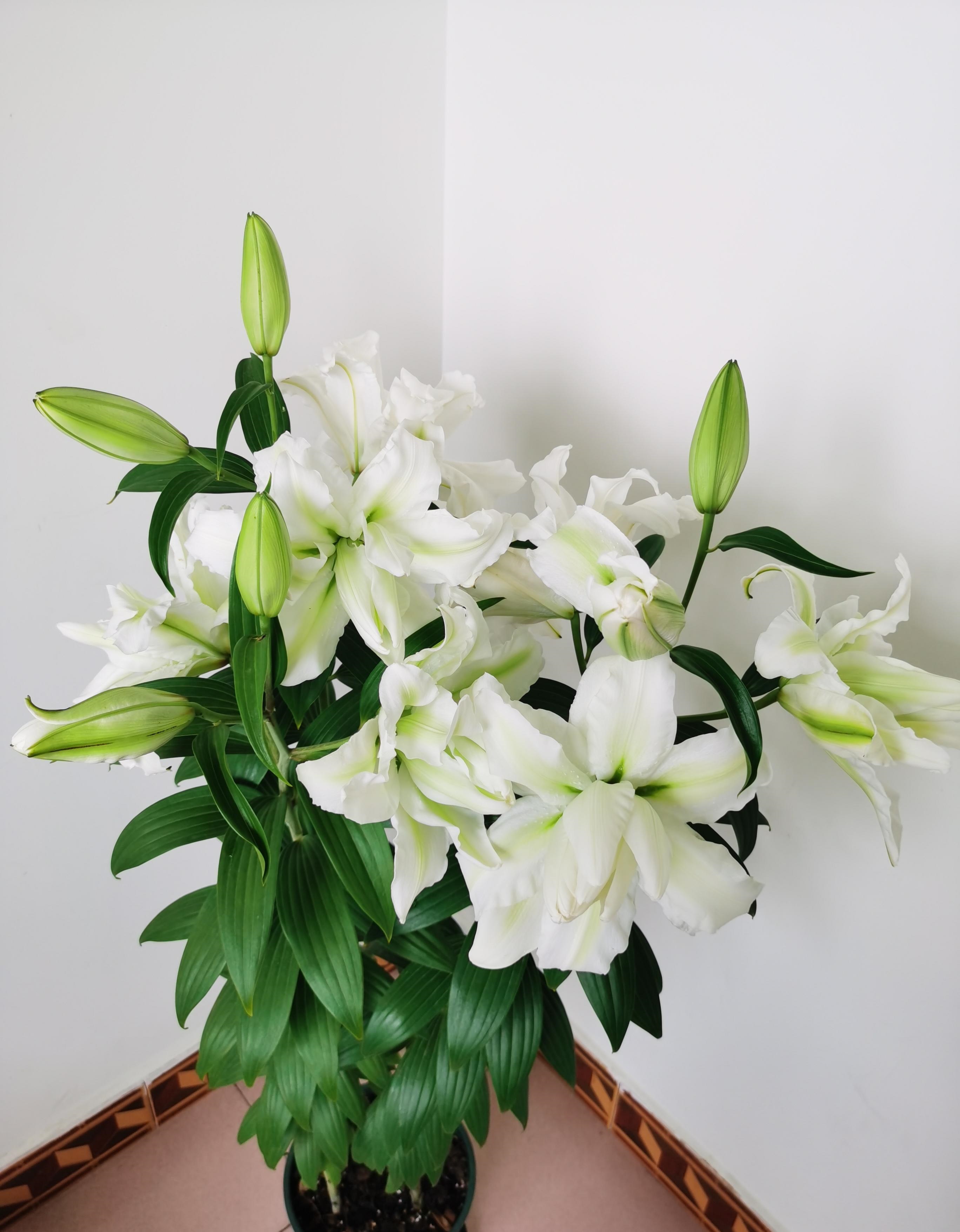 爱莎百合花有香味吗,艾莎百合花高清竖屏视频