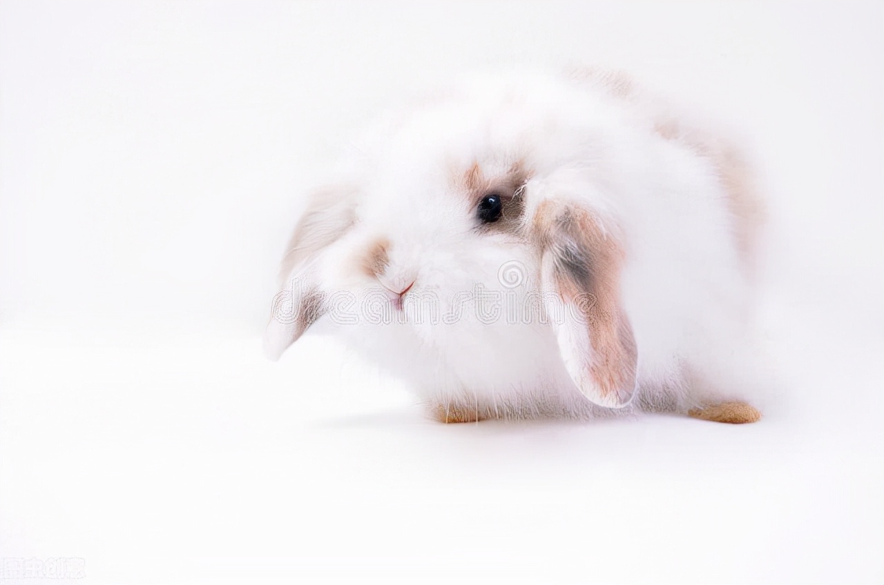 马海毛和阿尔巴卡哪个好,马海毛阿尔巴尼亚