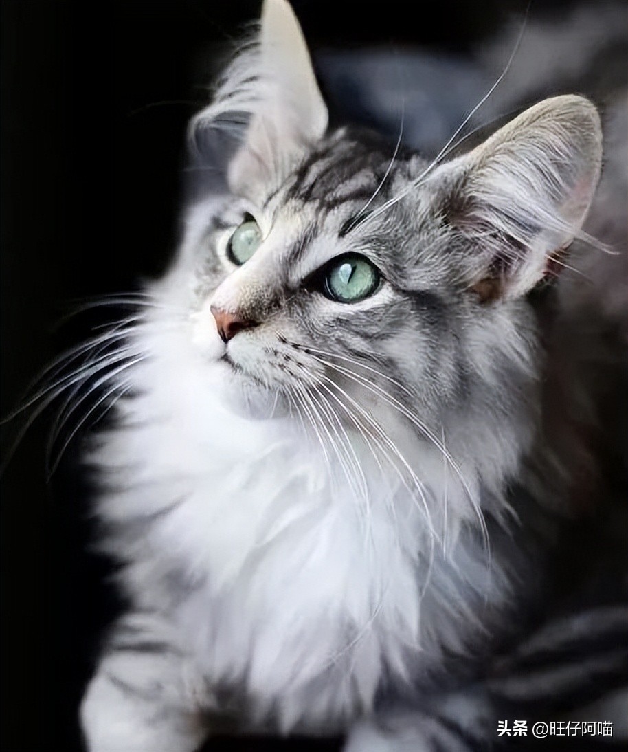 十大可爱猫咪排行榜有没有你家的,既可爱又聪明的十大猫咪排名