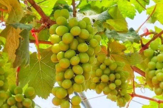 阳光玫瑰和青葡萄如何分辨,阳光玫瑰葡萄怎么辨别真假苗