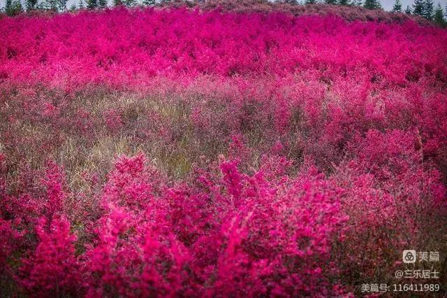红花檵木的历史故事,白花檵木