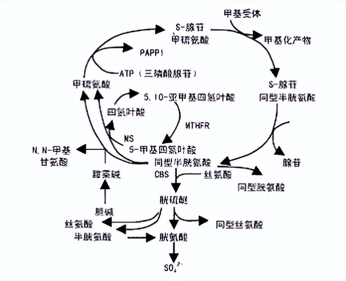马来酸依那普利叶酸片能降高血压,马来酸依那普利叶酸片高血压药