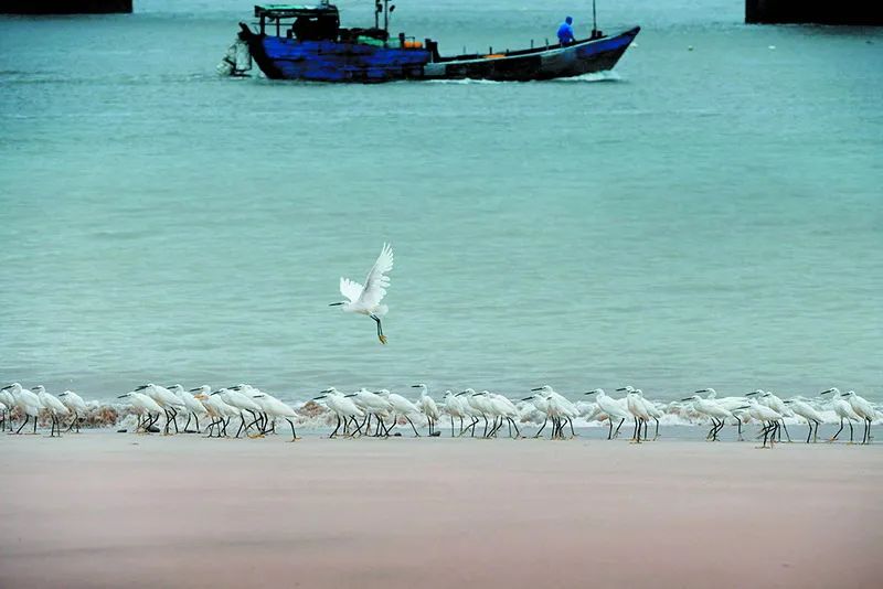 百岛洞头海上花园宣传片,海上花园百岛洞头规划