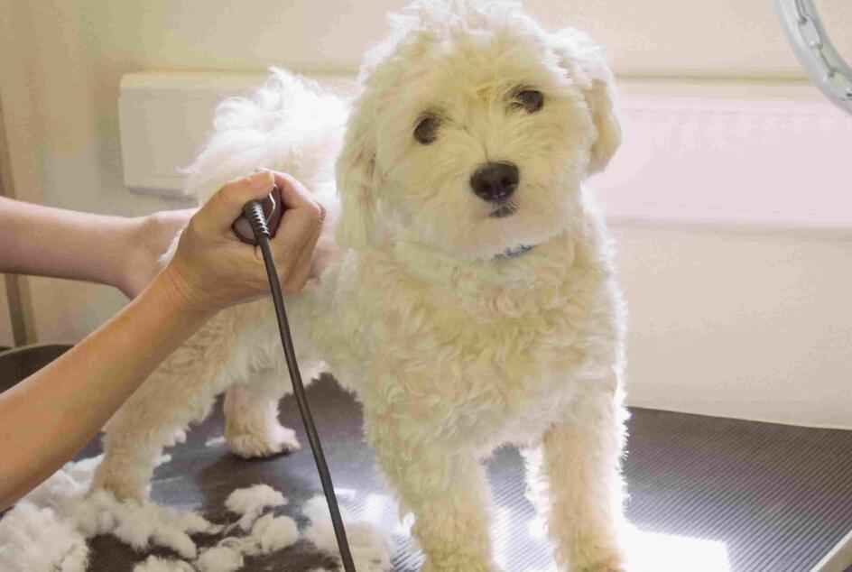 开宠物店年赚500万,开宠物店一年赚300万