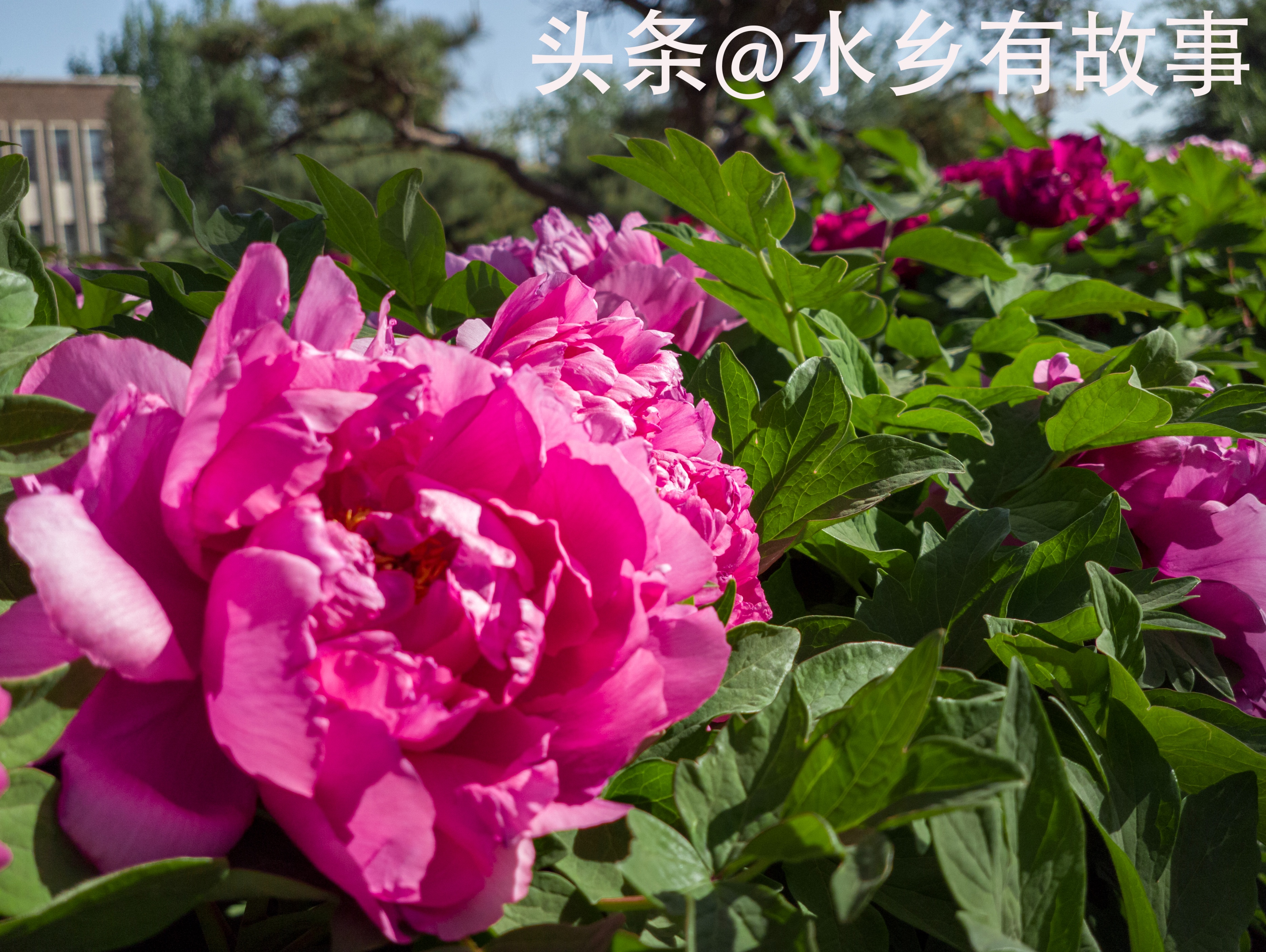 天津二宫的视频,天津二宫春色满园