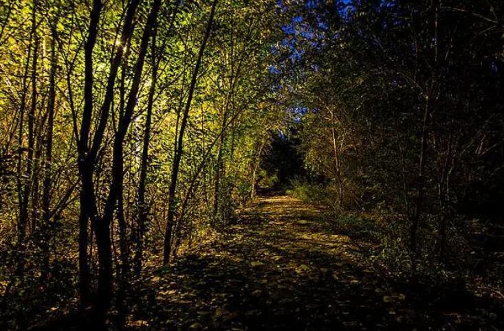 2岁儿童和狗失踪找到了吗,三岁女孩与狗狗一起失踪