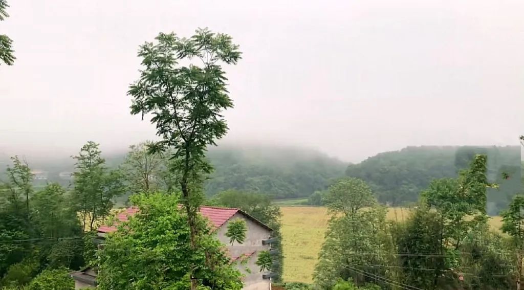 湖南小伙卖3000多个老蒲扇，做一个被抢一个，订单翻倍