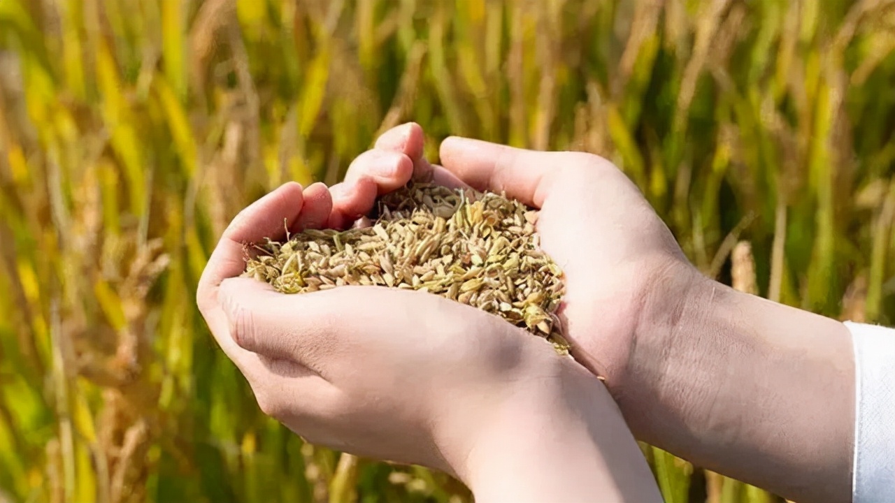 中国烟王,中国烟王到底多厉害