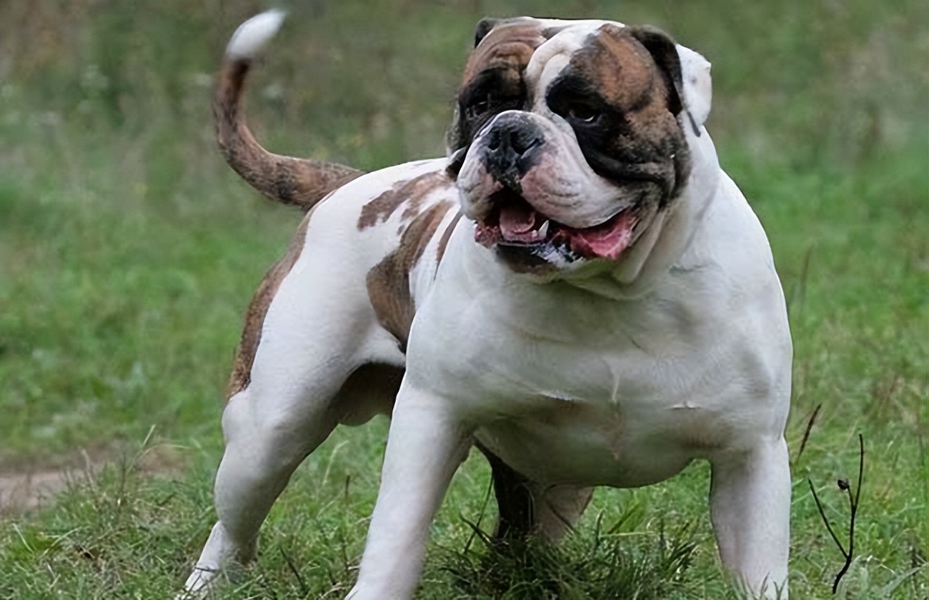 这些狗早就禁养了，你们却一无所知，个个都是“大冤种”