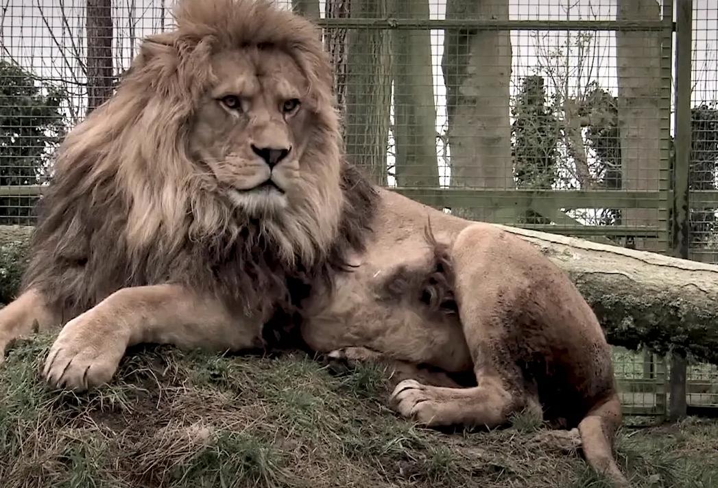 残暴狮世界上最大的猫科动物,狮虎兽世界最大猫科动物